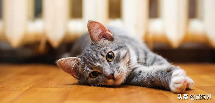 猫怎么体外驱虫驱跳蚤,猫咪按时驱虫还是有跳蚤怎么办