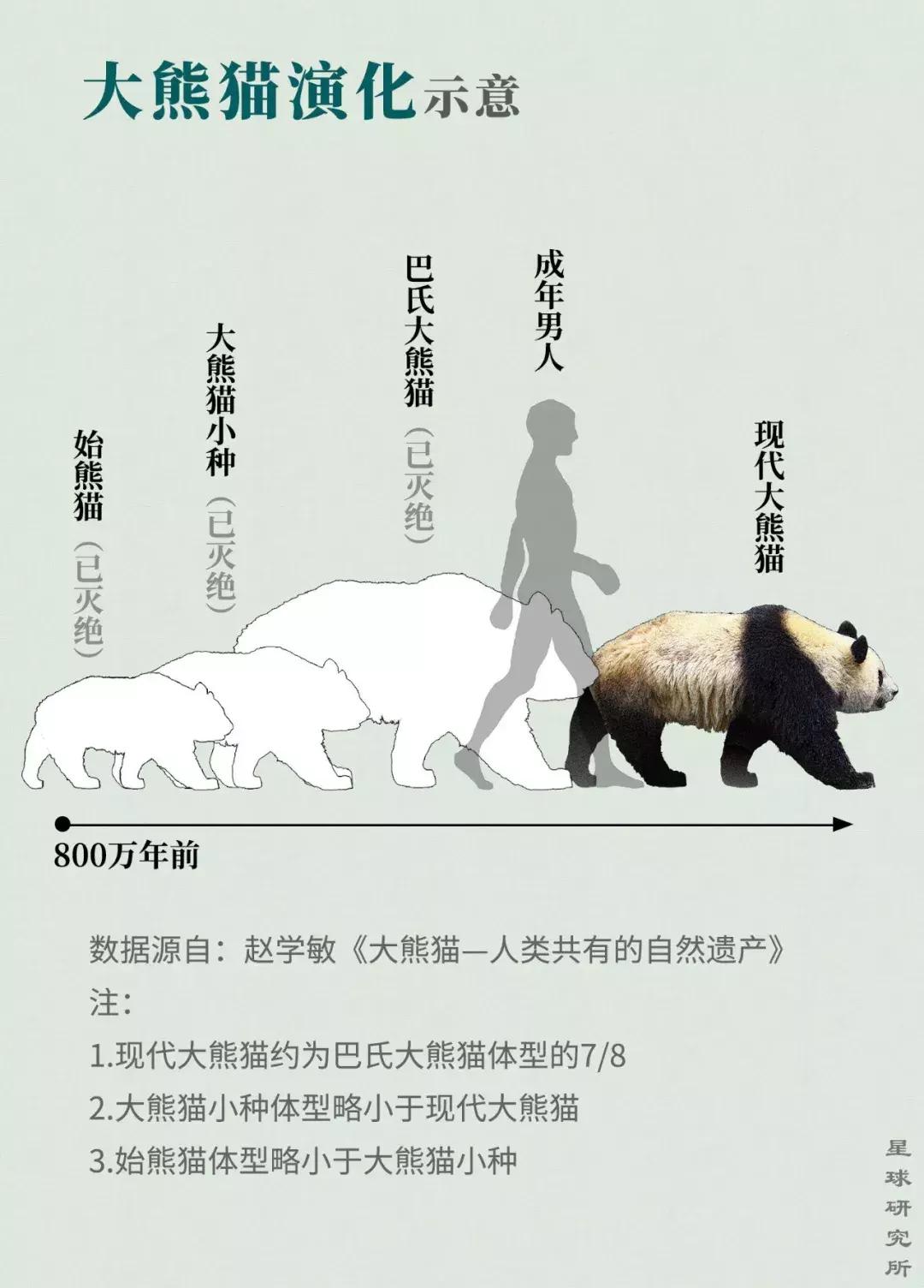熊猫萌,熊猫萌啦