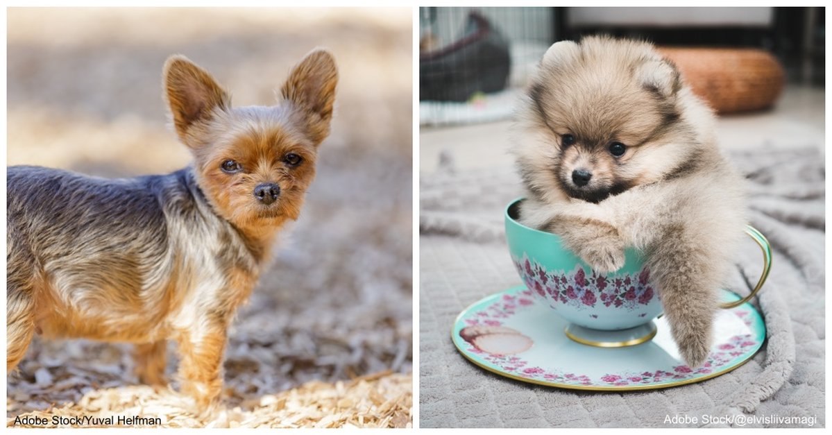 可爱的茶杯犬后面真相却很残忍,茶杯犬是怎样形成的视频
