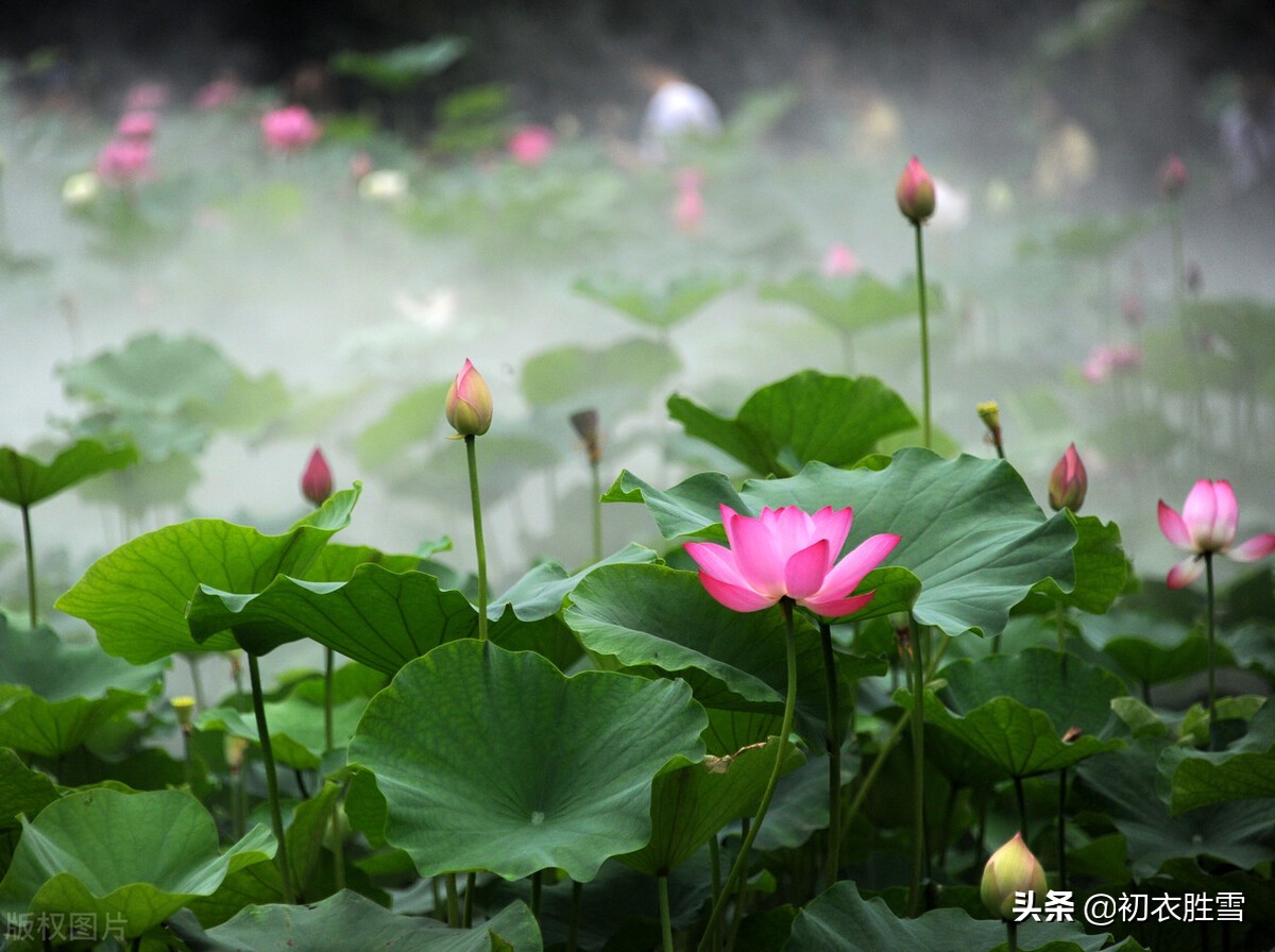 袅袅秋风动凄凄烟雨繁的意思,袅袅秋风动凄凄烟雨繁全诗意思