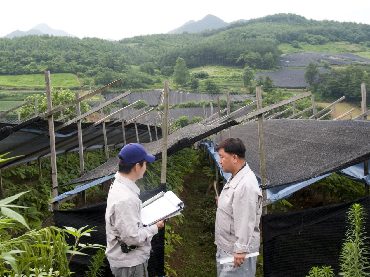 正官庄高丽参和长白山参哪个好,追根溯源寻根