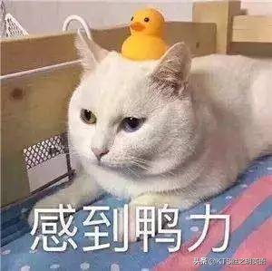 kts鑳滀箣鐜ヨ嫳璇潬璋卞悧,kts鑰冭瘯