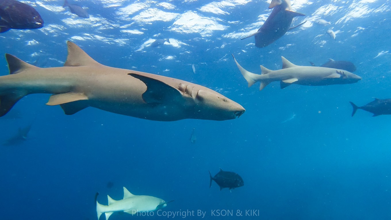 马尔代夫马富施居民岛,马尔代夫居民岛游玩攻略