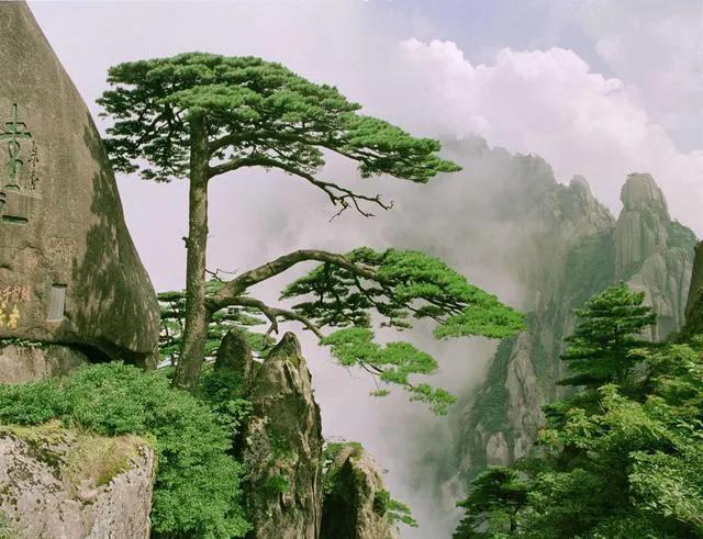飘枝在盆景中真的很重要吗,飘枝与跌枝同时具备的盆景