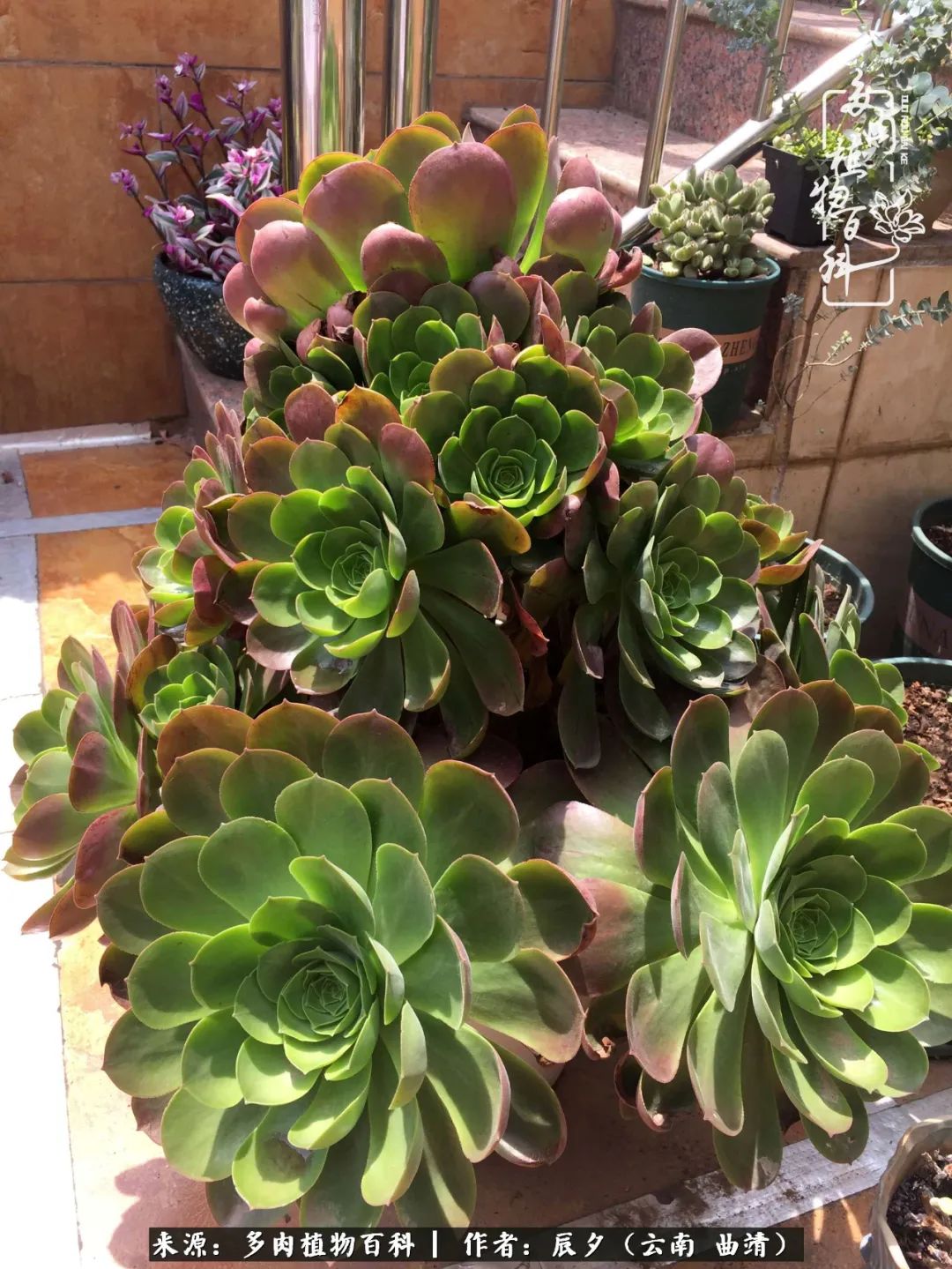 缂辩换鏃栨棊钁宠暏鐢熼,缂辩换鏃栨棊钁宠暏鐢熼鍑哄