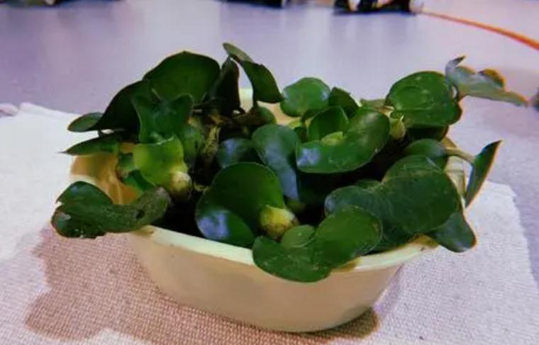 养睡莲的2种自制营养液,养睡莲用的土不混水