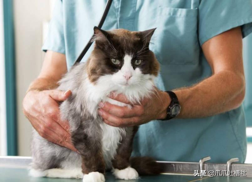 猫咪得了糖尿病，怎么办？给它喝点“糖盐水”