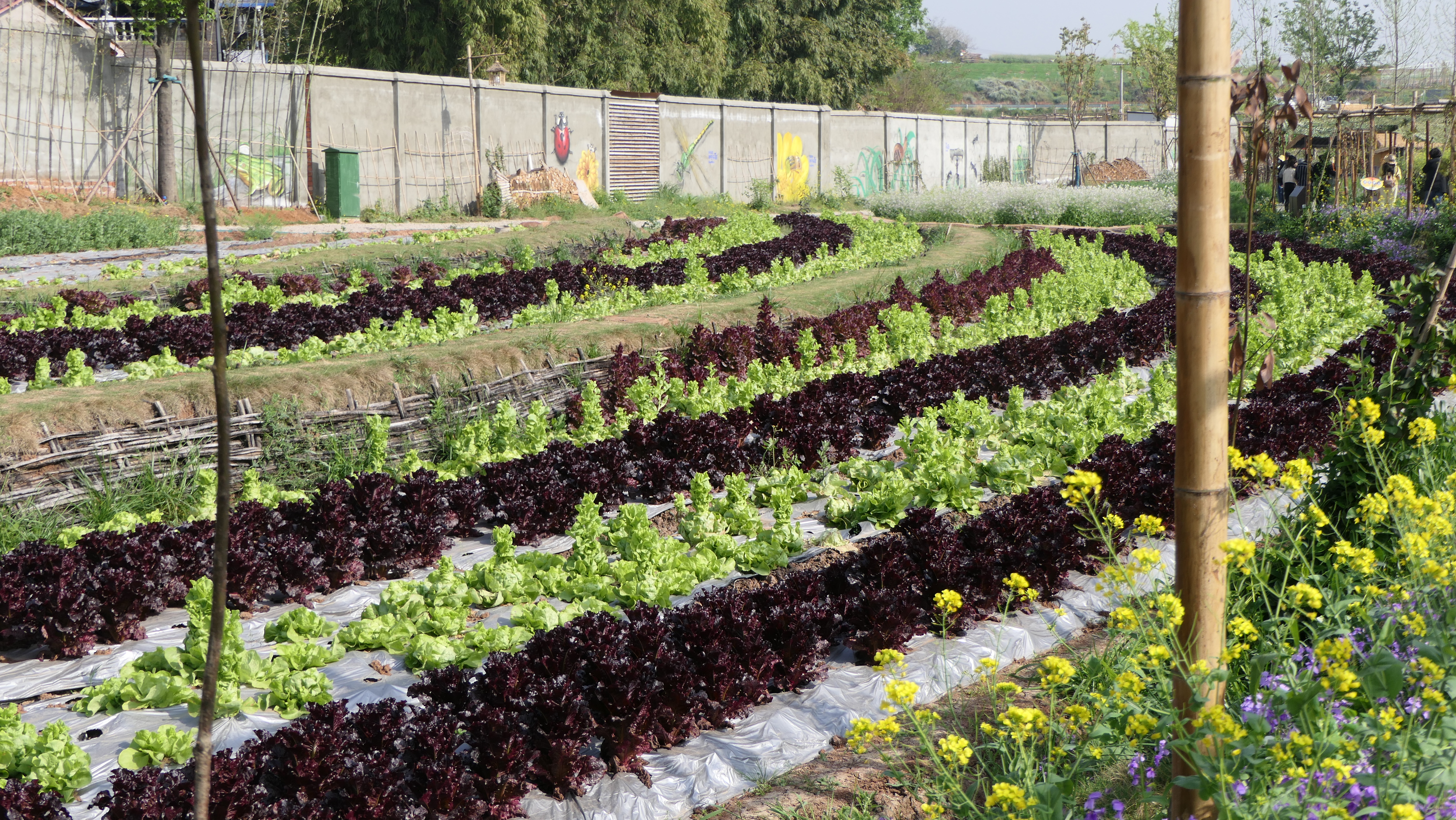 打造一个三十亩地小农庄多少钱,小农庄怎么打造