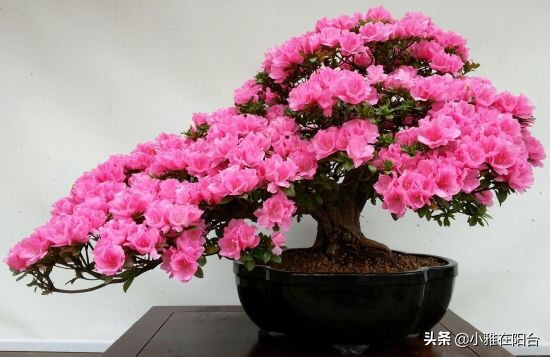 杜鹃花盆栽叶子发蔫怎么处理才好,盆栽杜鹃冬天出现严重掉叶怎么办