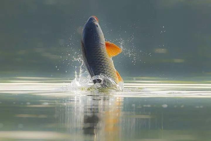 大自然的规律和启示,大自然的预知能力