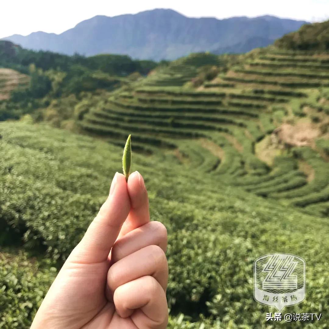 福鼎白茶还有“十不采”规定？让我们去河山有机茶园一探究竟