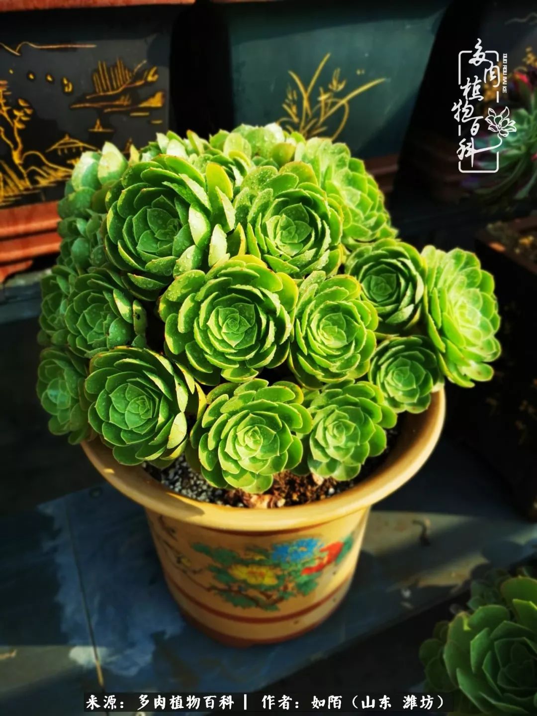 凤凰涅槃，浴火重生！多肉法师圣斗士们的秋天！（附养护经验）