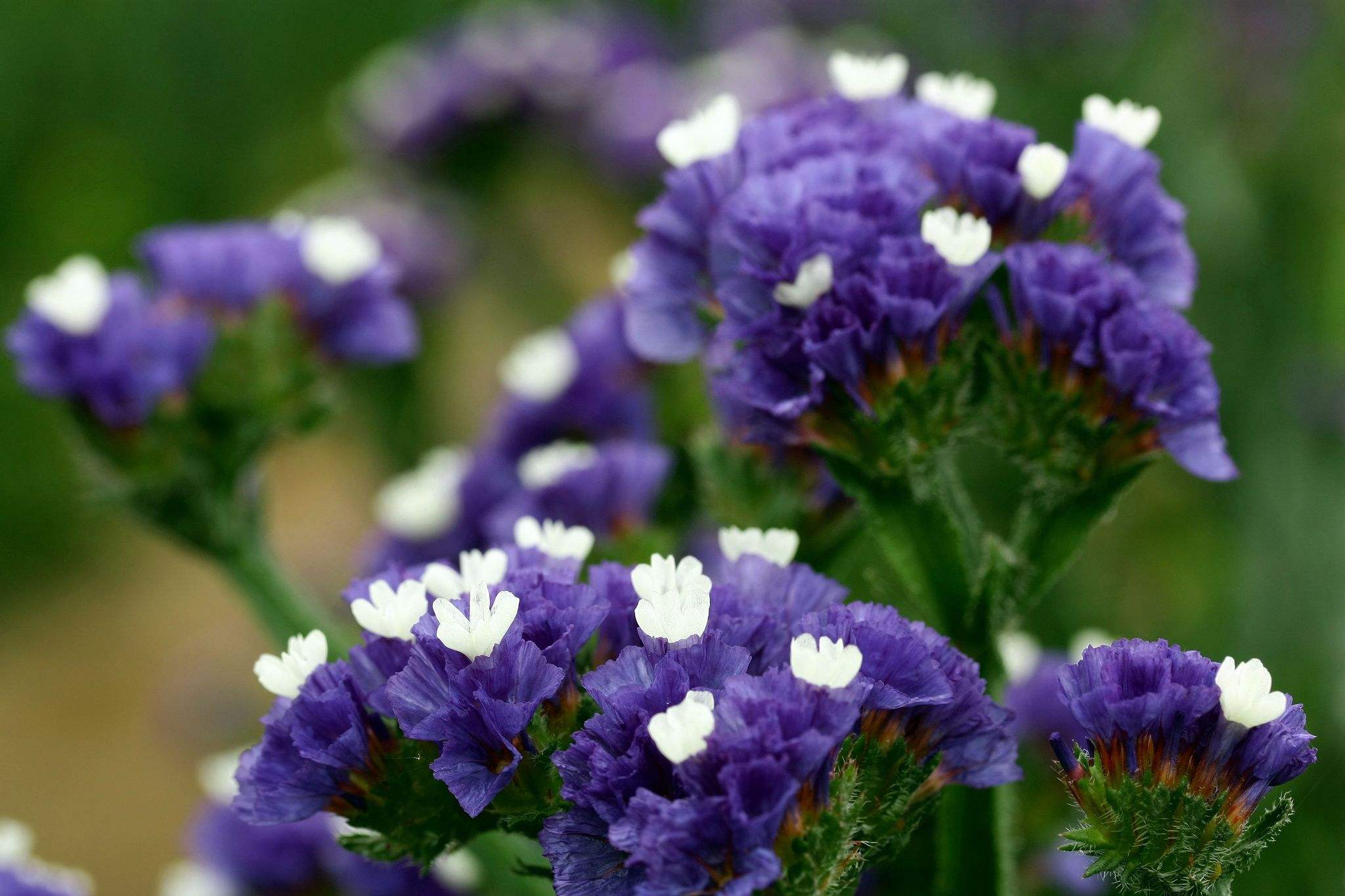 花语大全100种花的花语,100种象征着爱情的花的花语