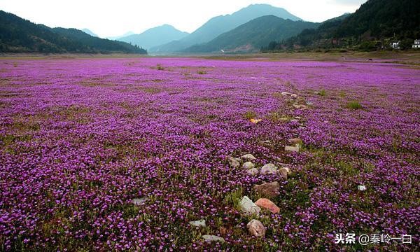 世界最好的蜂蜜品牌排行榜及产地,什么品种的蜂蜜最好最正宗