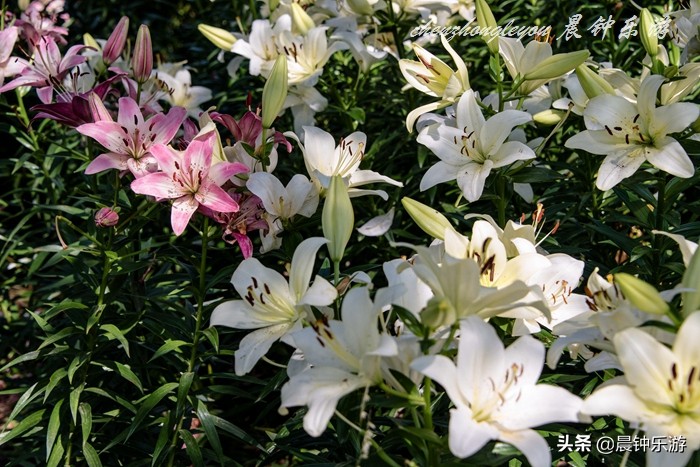 百合哪种颜色的花好闻,寓意好的花百合