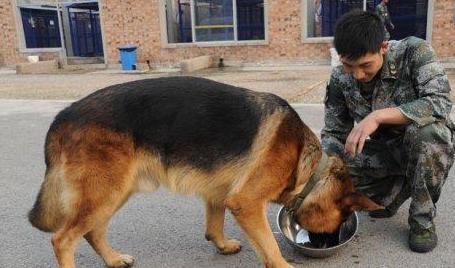 德国牧羊犬的5大缺点,德国牧羊犬的缺点和优点