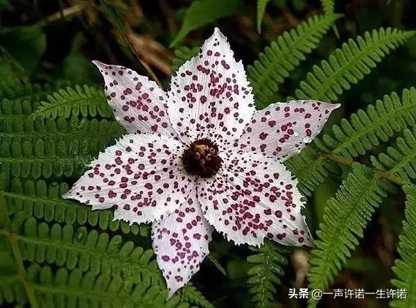 从未见到的怪花,从没见过的奇花