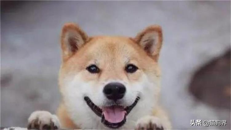 狗狗为什么喜欢吃糖,狗狗能吃糖吗吃了糖会怎么样