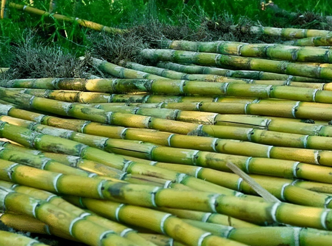 青皮甘蔗和紫皮黑皮甘蔗哪个好吃,青皮甘蔗都有什么品种