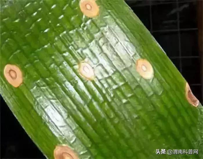 妞嶇墿鍡栧棖闀跨垎鐩嗕笉榛勫彾,鍏绘鐗╀竴涓槦鏈熶笉姝荤殑绉樻柟