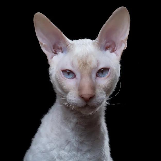 柯尼斯卷毛猫跟无毛猫哪个好,柯尼斯卷毛猫2000能买吗