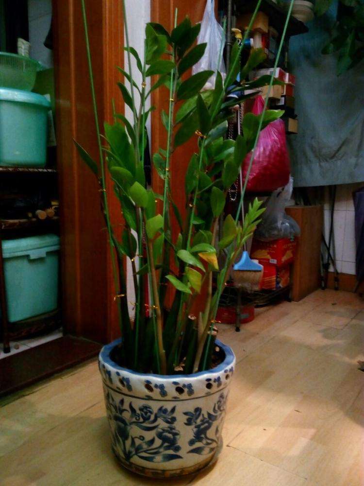 金钱树怎么养才能长得快又茂盛,金钱树怎么养才是正确的