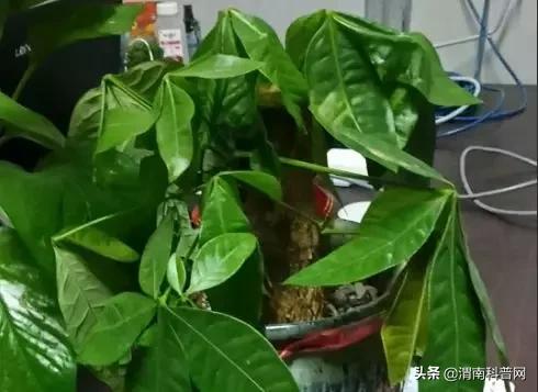 妞嶇墿鍡栧棖闀跨垎鐩嗕笉榛勫彾,鍏绘鐗╀竴涓槦鏈熶笉姝荤殑绉樻柟