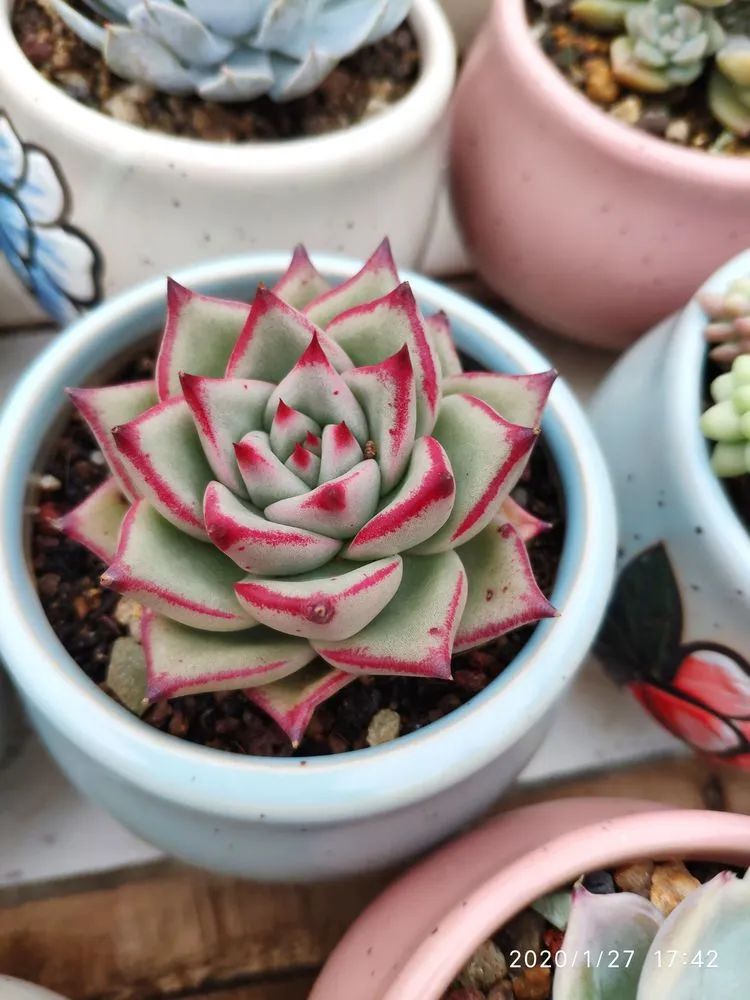 多肉不适合新手养,多肉入坑到什么程度好