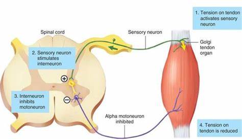 跑步拉伸动作的正确方法,肩颈拉伸的正确锻炼方法