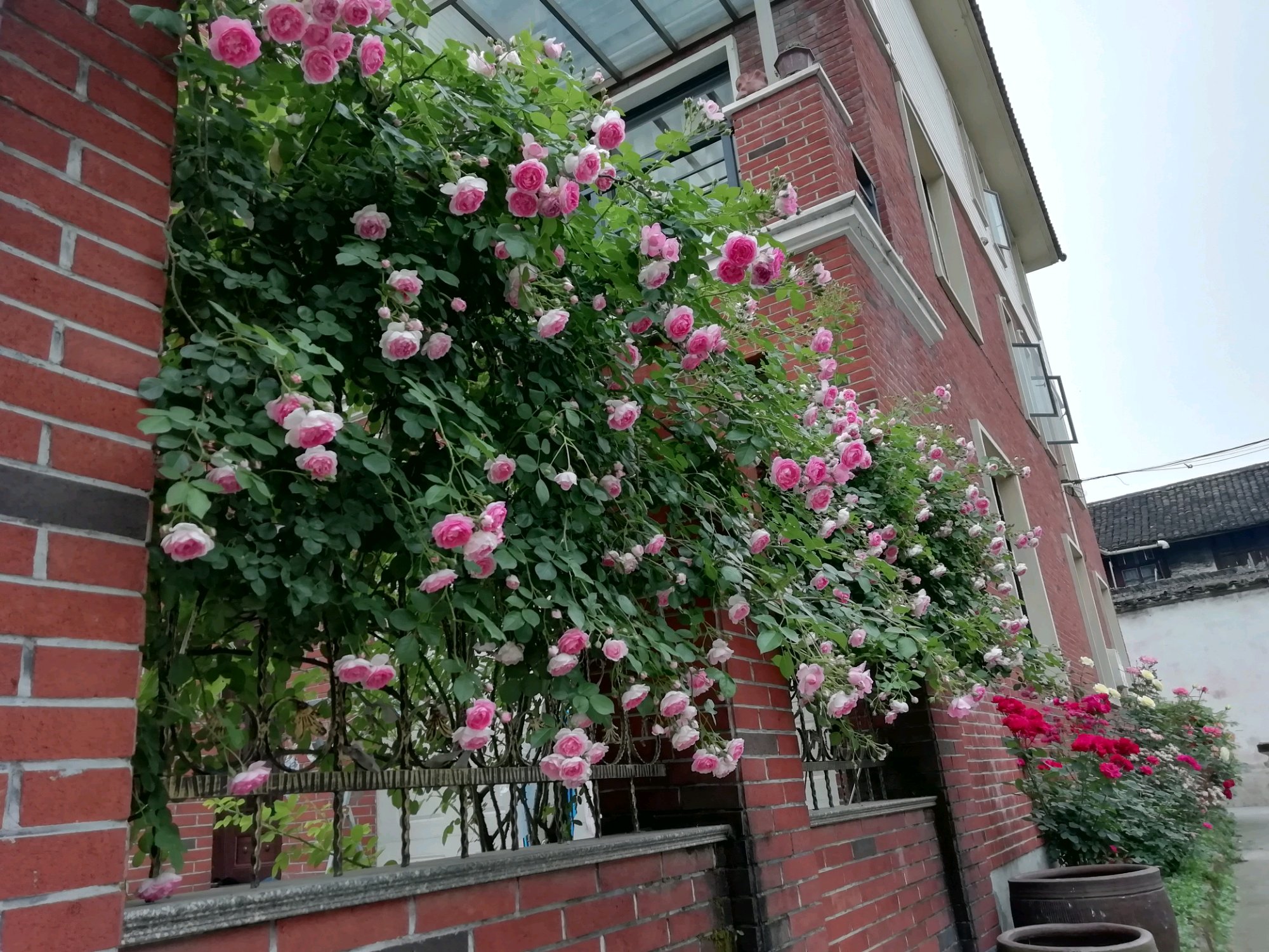 藤本月季冬季修剪时间及方法,藤本月季冬季如何修剪枝