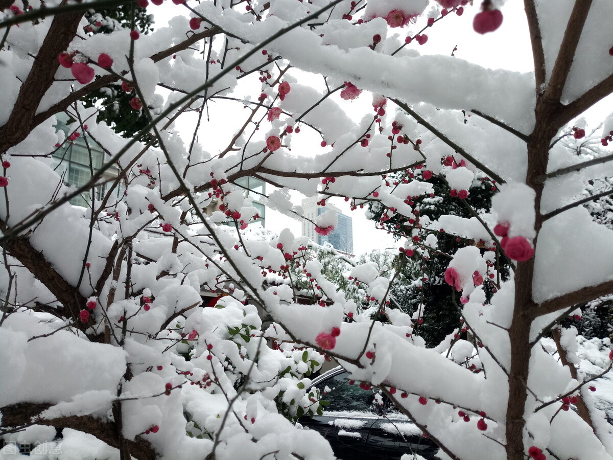雪梅古诗朗读或讲解意思,古诗雪梅教学反思