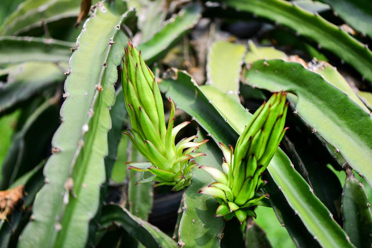 这三种“镇宅旺财”，家里养上三盆，家人平安健康，好运连连来！