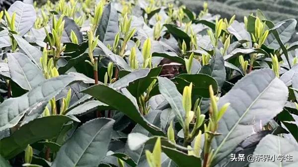 买西湖龙井去茶叶市场还是茶农买,从茶农手里买西湖龙井多少钱一斤