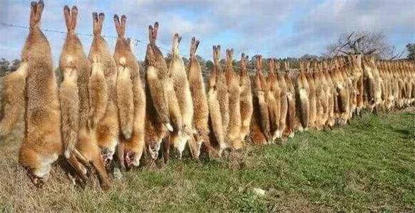 为解决澳洲泛滥成灾的兔子，直接出动轰炸机，四川人：暴殄天物