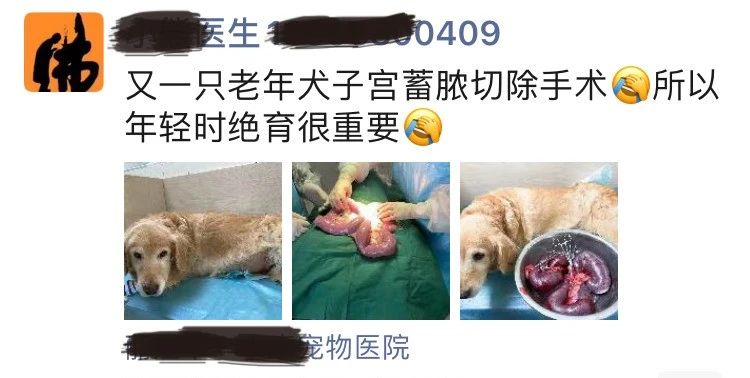 猫咪子宫蓄脓用地米能治好吗,胆小慎入猫咪