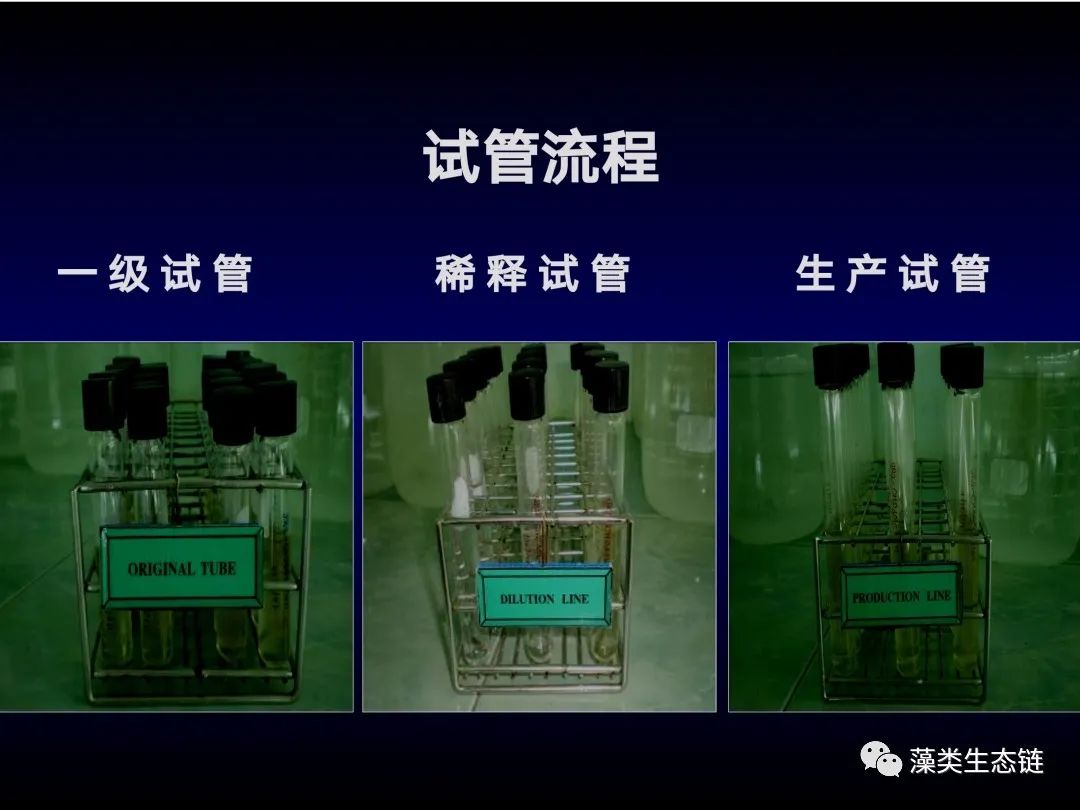 藻类培养课程视频教程,海南藻类生态链