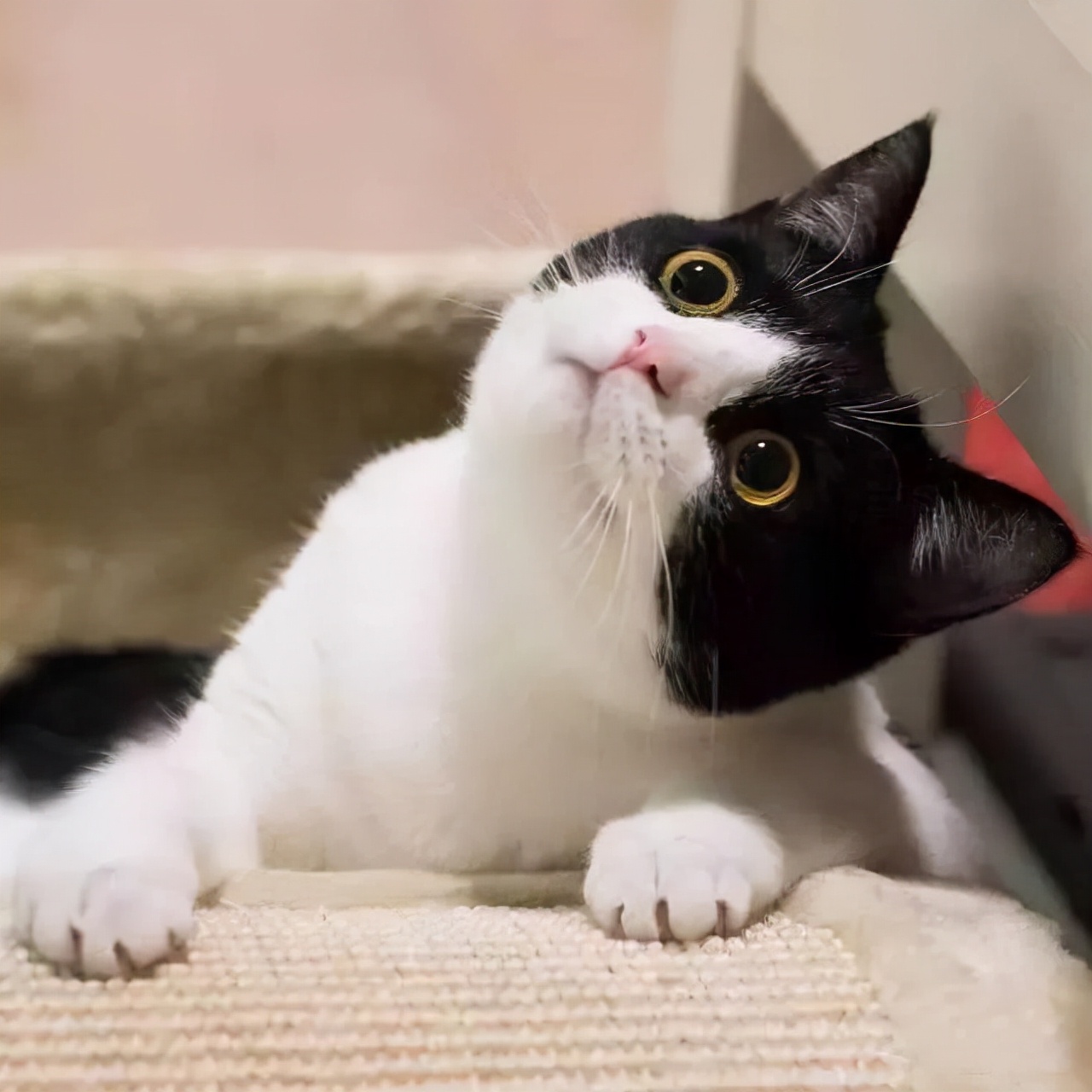 为什么说养猫的都是大户人家,养猫会暴露你的经济实力
