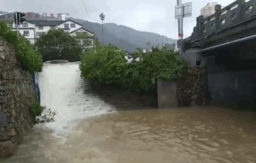 西湖60年大树被连根拔起,西湖大树被淹断电