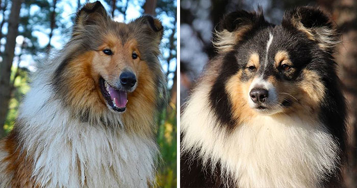 十种常见的犬种,10种常见的犬种