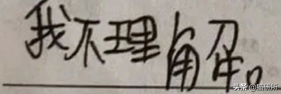 猫咪项圈对猫咪有危害吗,猫项圈给猫咪带来的危害