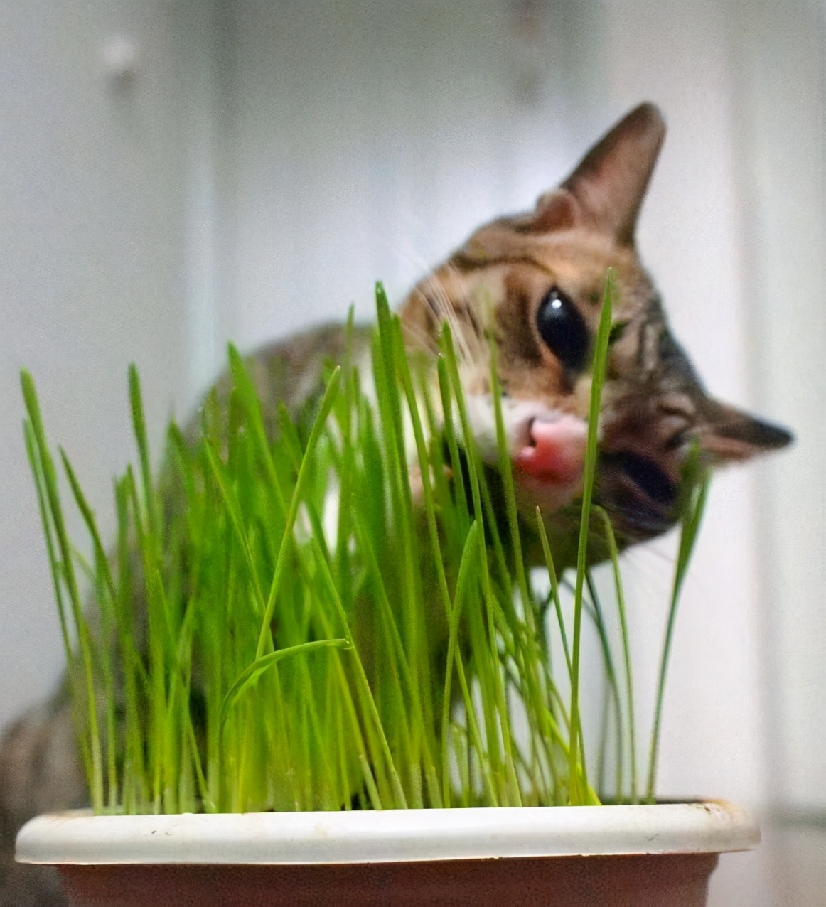 猫咪吐毛球用什么化毛膏,猫咪吐毛球了怎么办化毛膏