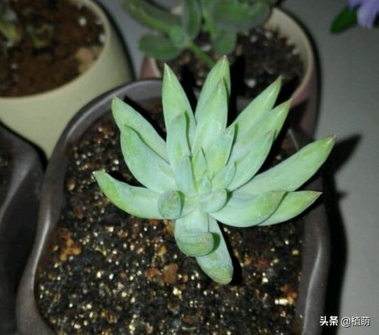 千佛手叶片发灰并且会枯萎,千佛手长出几个头怎么维修