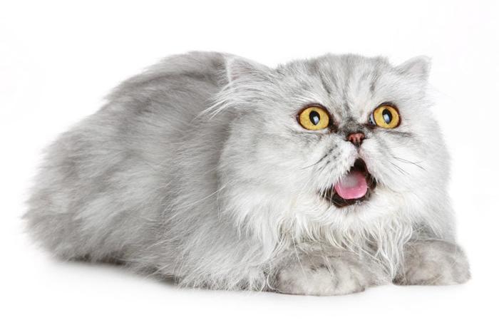 绝育能解决猫咪乱尿的问题吗,绝育了的猫还到处乱咬