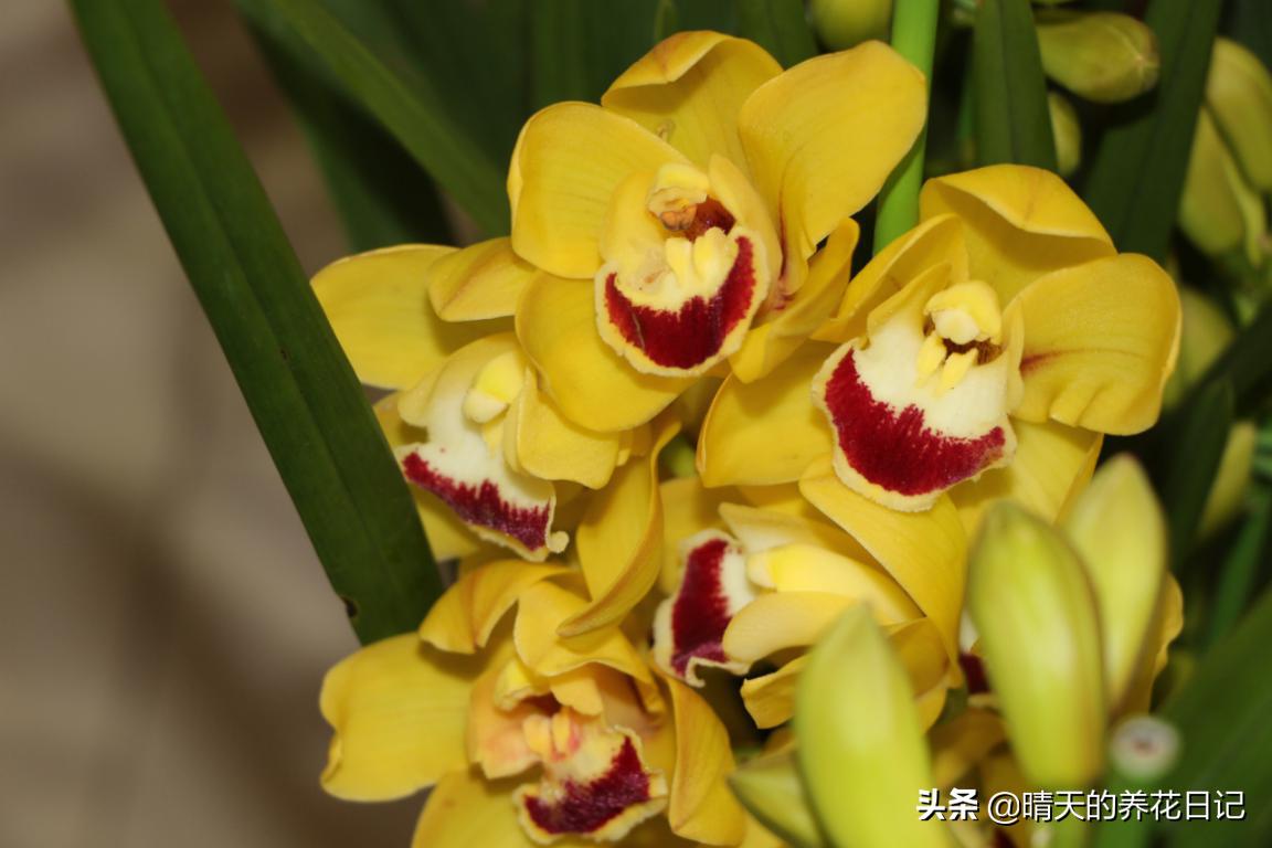 大花蕙兰花苞从哪个位置长出的,蕙兰换盆时根部干瘪怎样处理