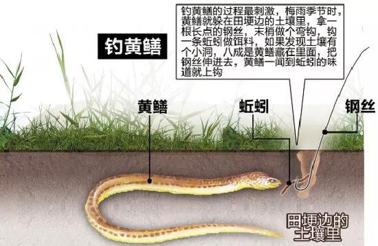 钓黄鳝最新神器,越南钓黄鳝视频