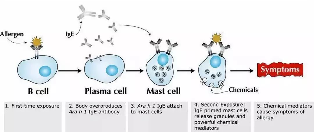 什么样的花生能引起过敏,花生过敏怎么急救