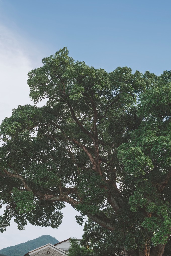 心中有桃花源何处都是山水间,心中若有桃花源何处是水云间