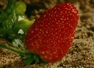 4月的溧水草莓好吃吗,丹东草莓和溧水草莓