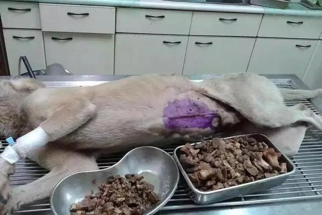 狗狗突然不吃食物没精打采怎么办,狗狗吃过的食物我们现在可以吃吗