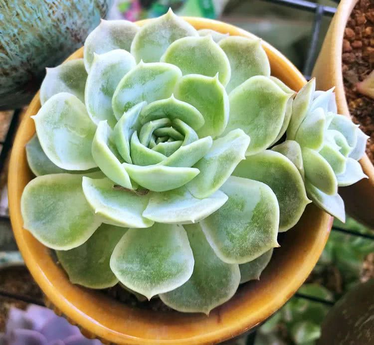 顺风不浪逆风不怂文字图片,顺风不飘逆风不怂绝境不慌